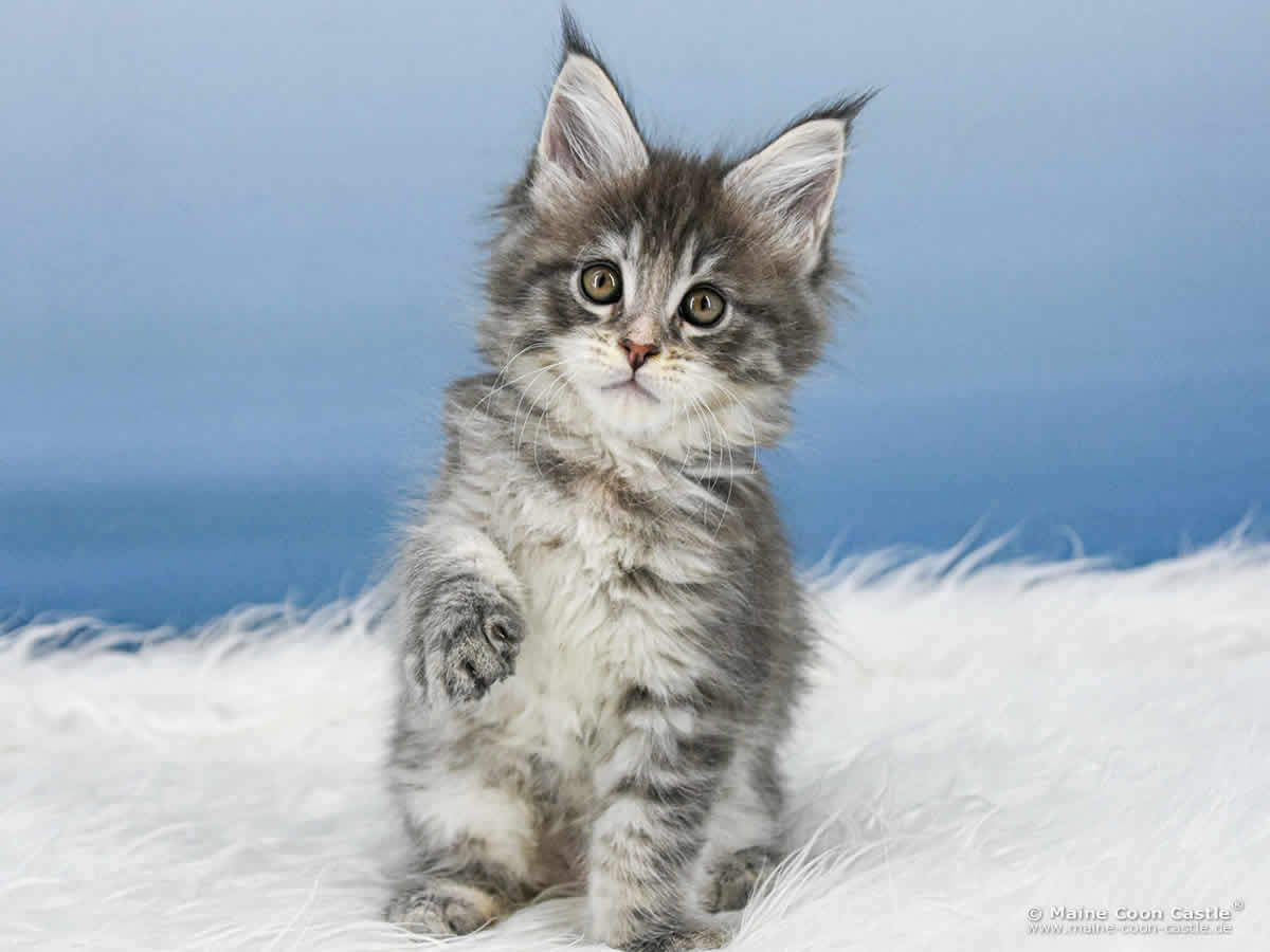 B4 Bonnie 8 Wochen alt, 1100 g Maine Coon Katzenbaby B4 Bonnie 8 Wochen alt