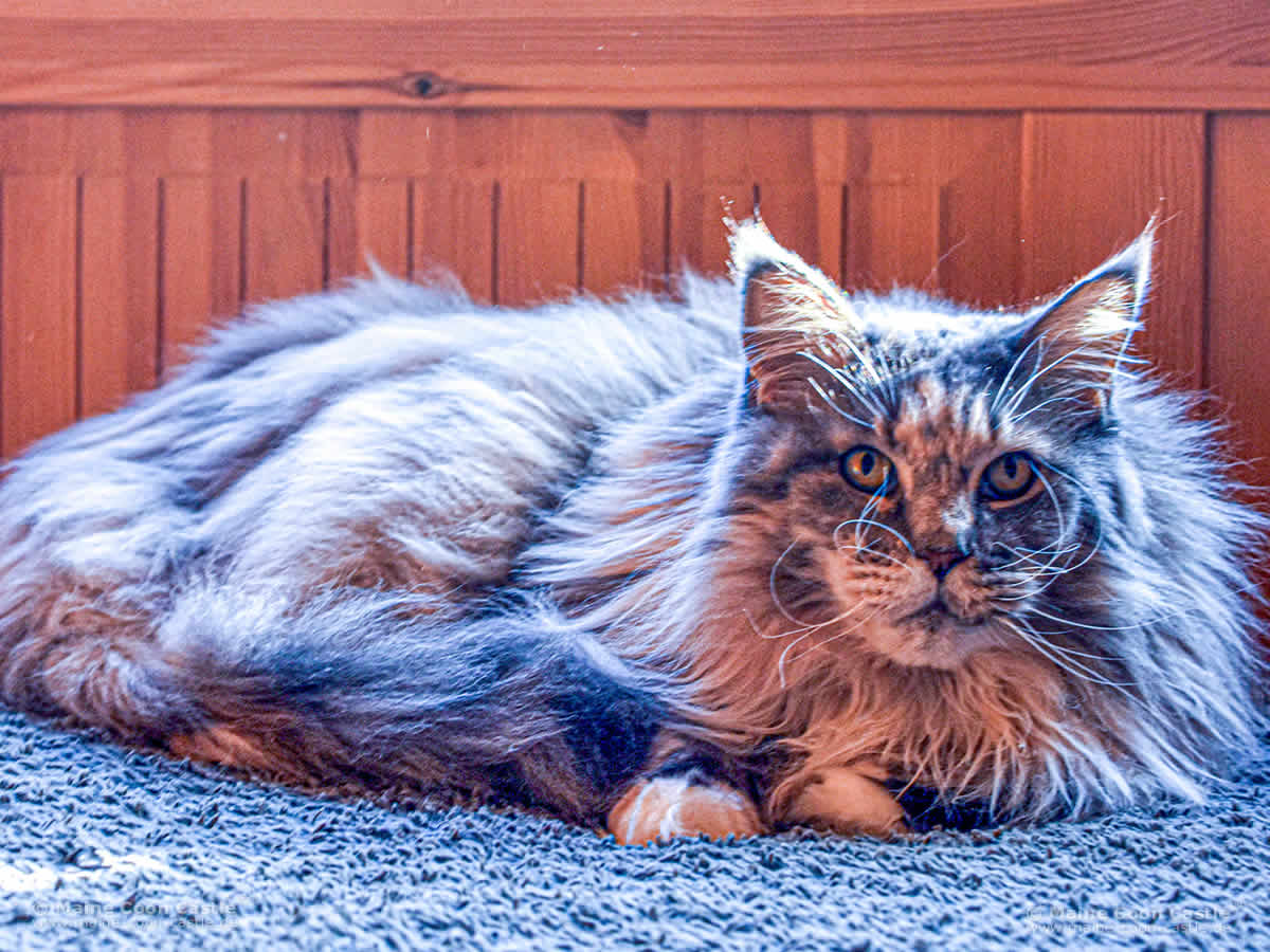 Maine Coon Katze Klara 8 Jahre alt Maine Coon Katze Klara 8 Jahre alt