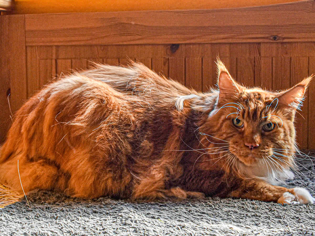 Maine Coon Luc 8 Jahre alt Maine Coon Luc 8 Jahre alt