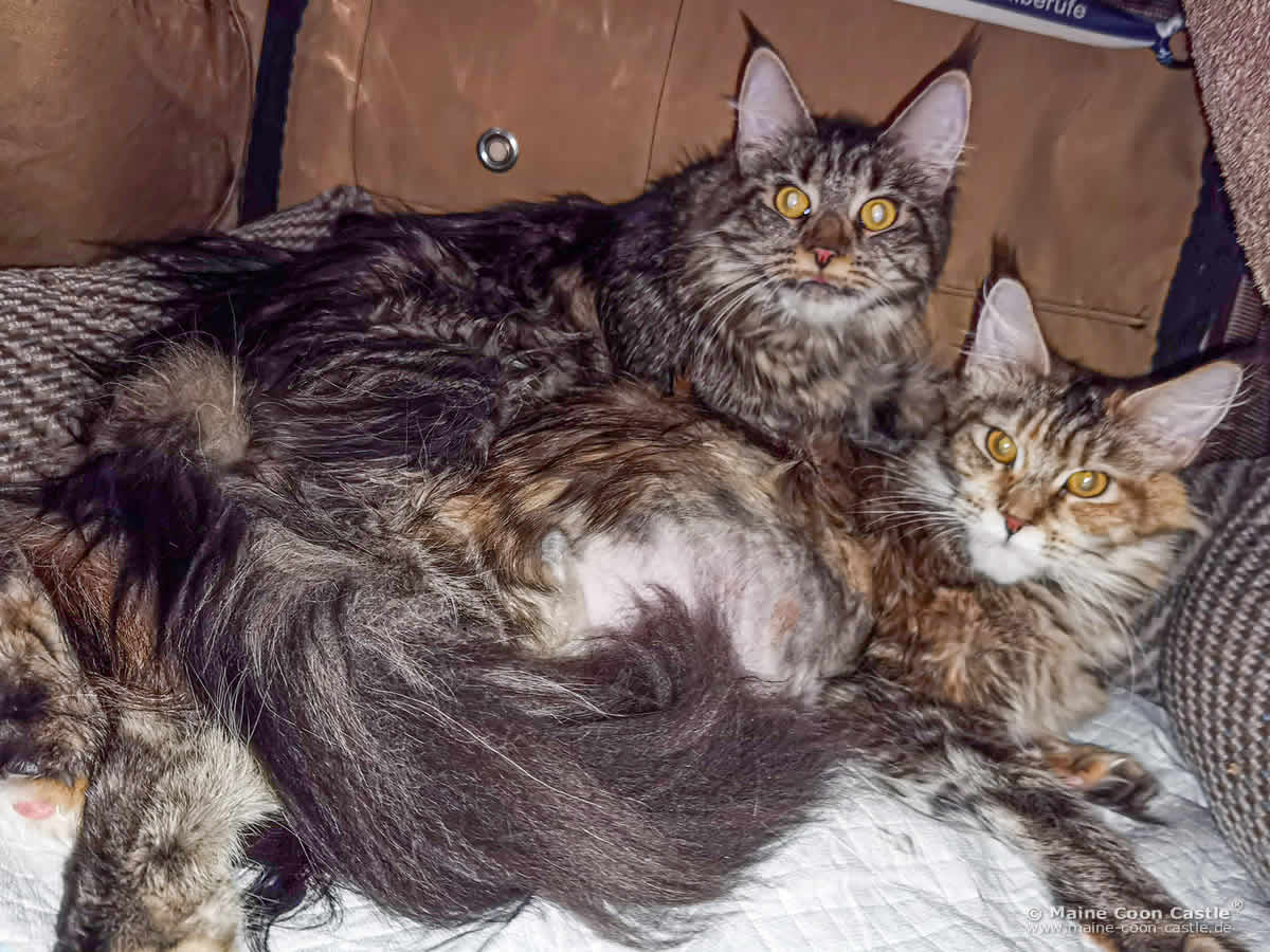 Ula und Valentina bei der Wurfvorbereitung Ula und Valentina bei der Wurfvorbereitung