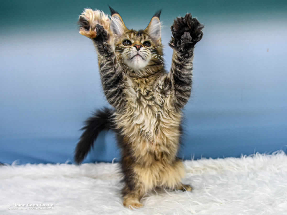 Y3 Mila 14 Wochen alt Maine Coon Katzenbaby Y3 Mila 14 Wochen alt