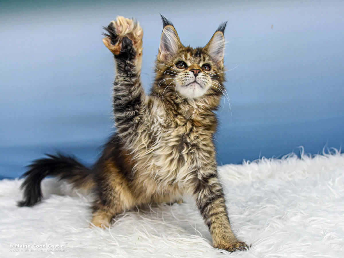 Mini Ninja Mila 14 Wochen alt Maine Coon Baby Y3 Mila 14 Wochen alt