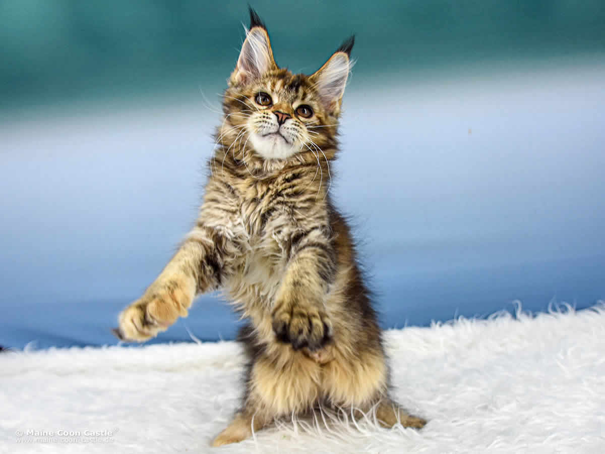 Y3 Mila 14 Wochen alt Maine Coon Kitten Y3 Mila 14 Wochen alt