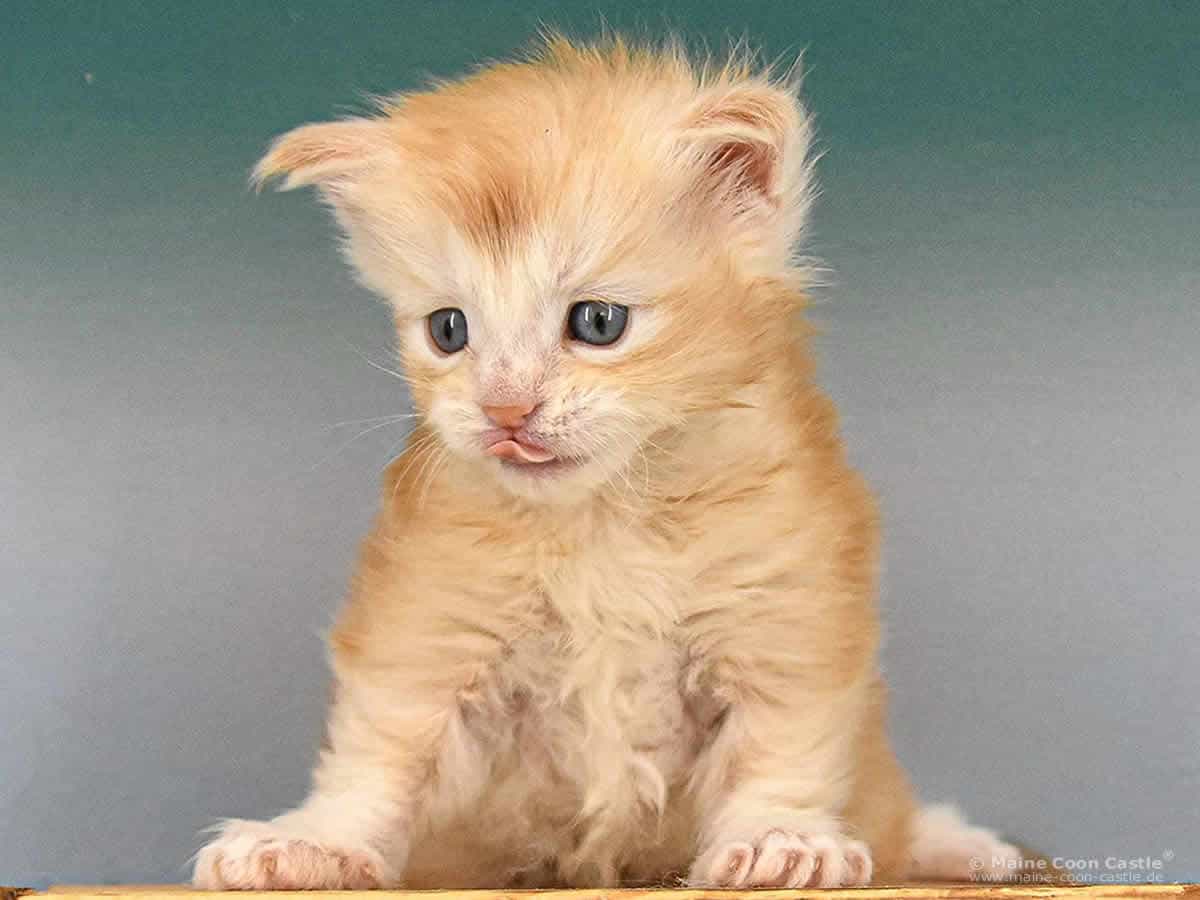 Maine Coon Kitten Z3 Zain 4 Wochen alt Maine Coon Kitten Z3 Zain 4 Wochen alt