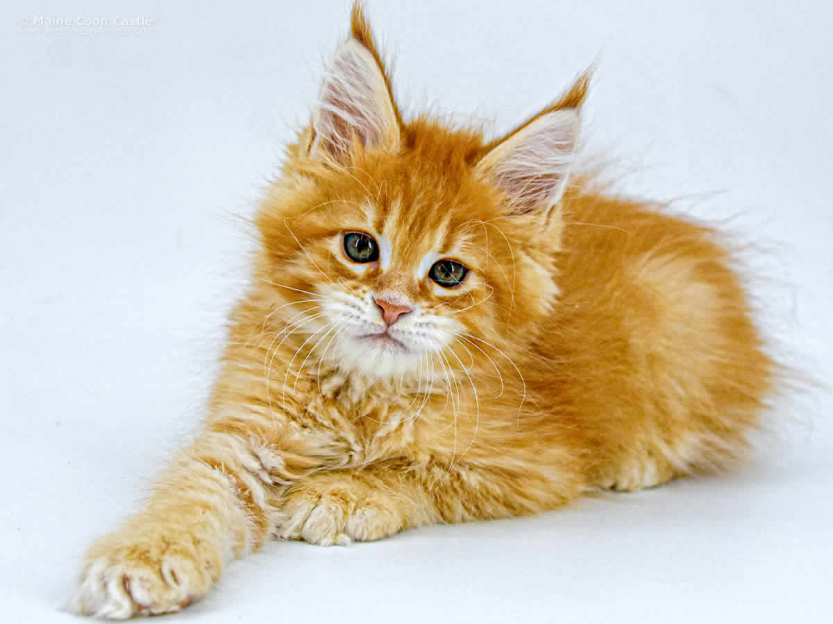 Adam 10 Wochen Adam 10 Wochen