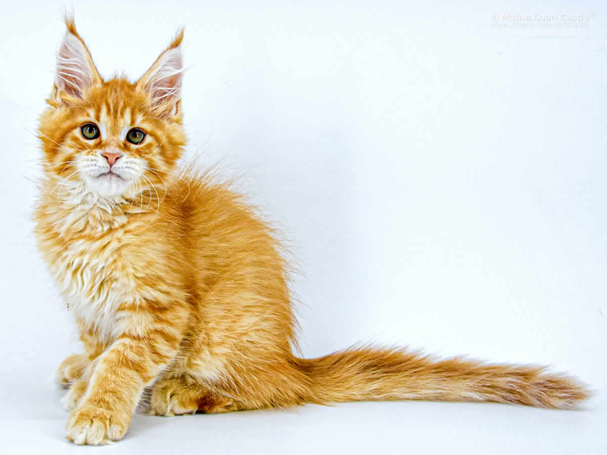 Adam 12 Wochen Adam 12 Wochen