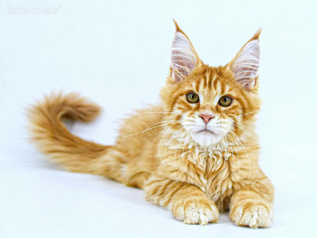 Adam 16 Wochen Adam 16 Wochen