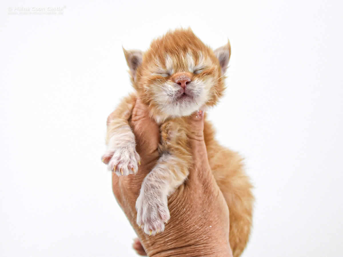 Adam 2 Wochen Adam 2 Wochen