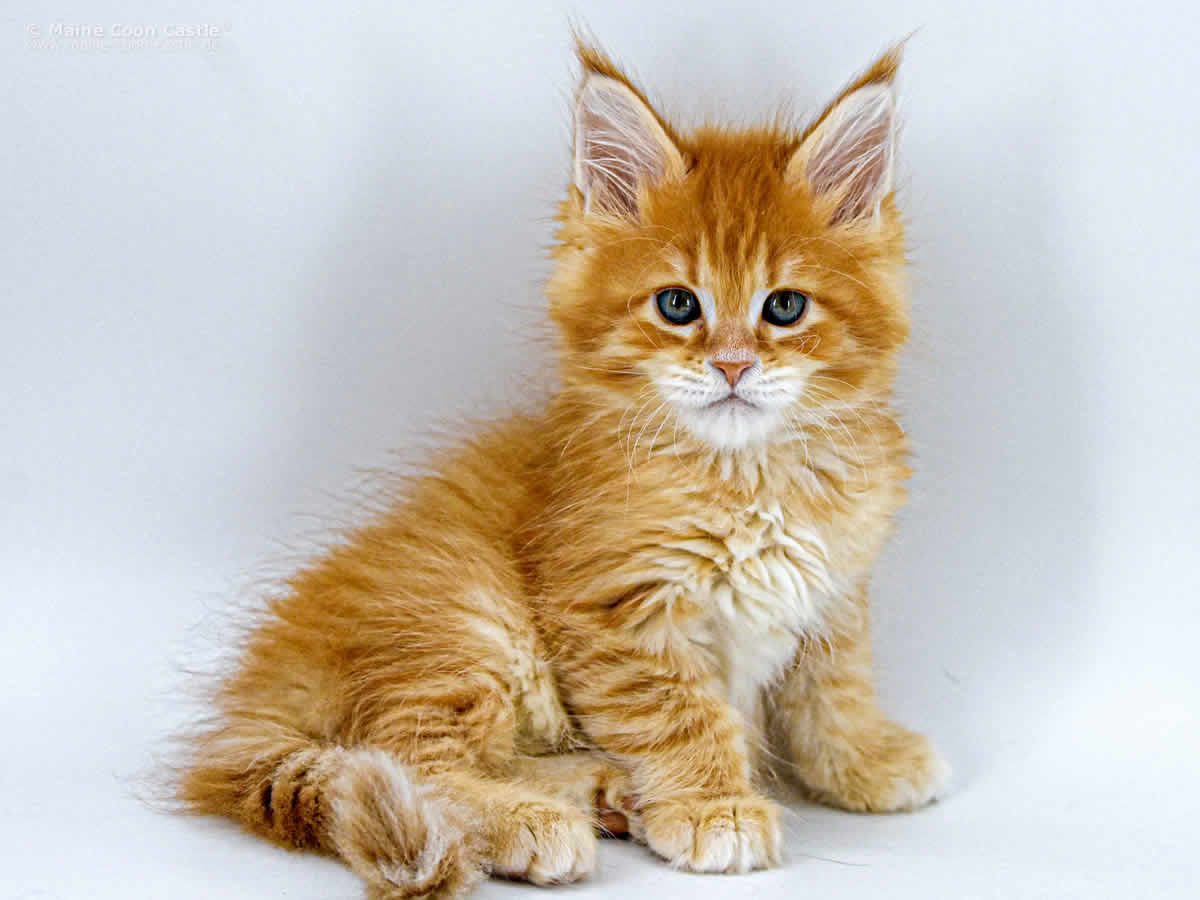 Adam 8 Wochen Adam 8 Wochen 1