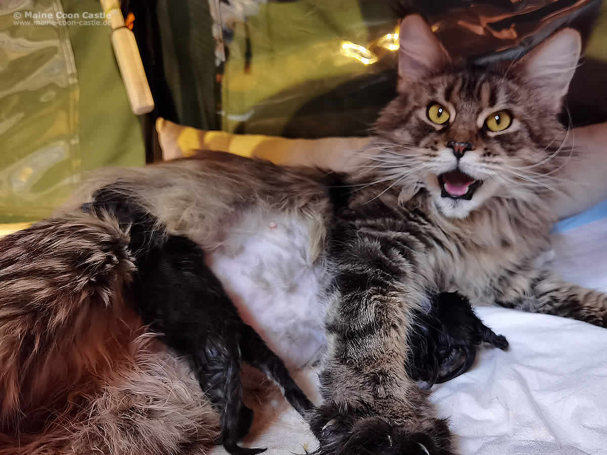 Maine Coon Katze Elea hat Wehen Maine Coon Geburt - Elea hat Wehen