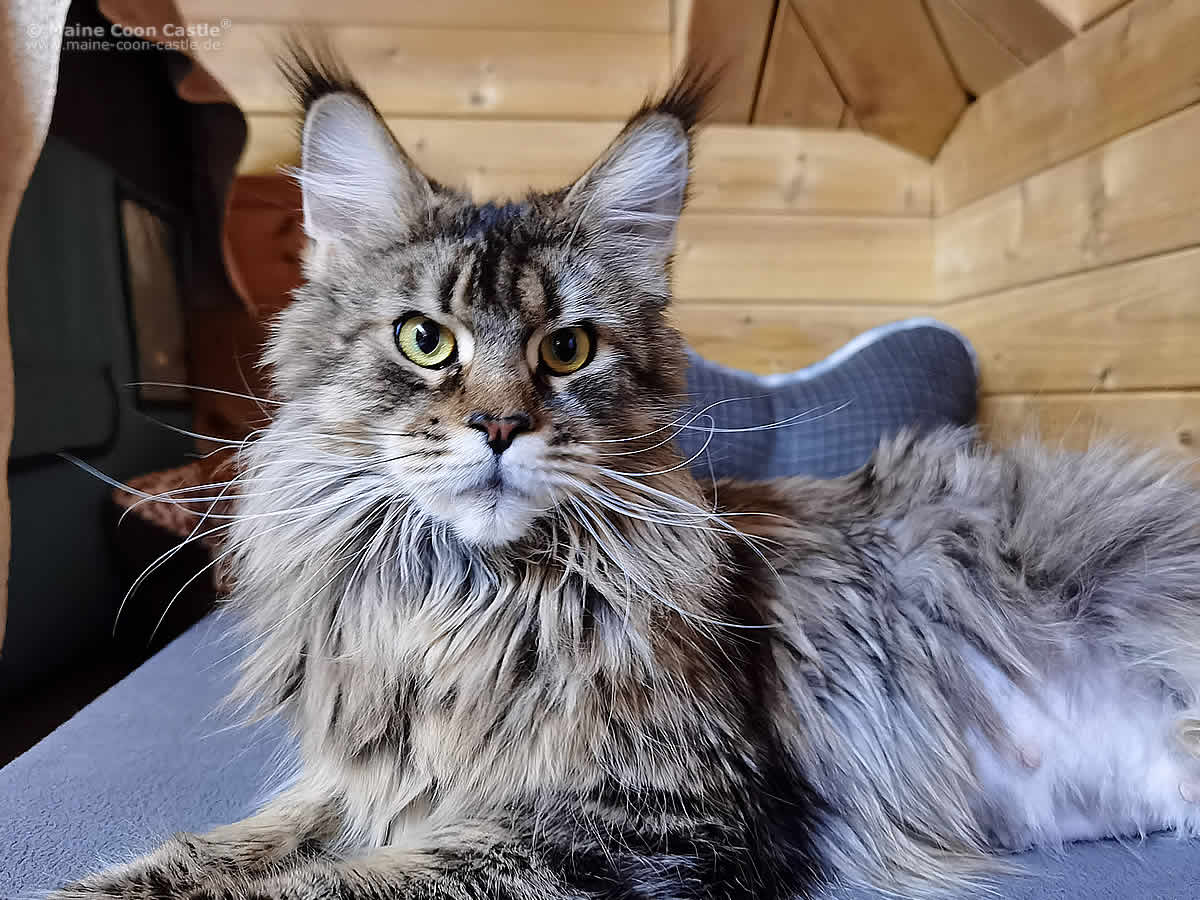 Maine Coon Katze Elea Wurfvorbereitung Maine Coon Geburt - Wurfvorbereitung
