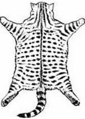 spotted getupft Fellzeichnung Tabby Spotted