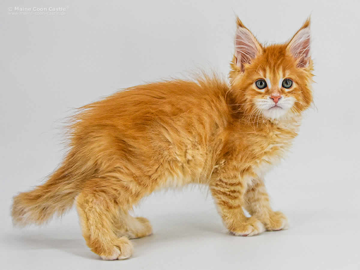 Adam of Maine Coon Castle 9 Wochen alt red-tabby/mackerel Maine Coon Kitten