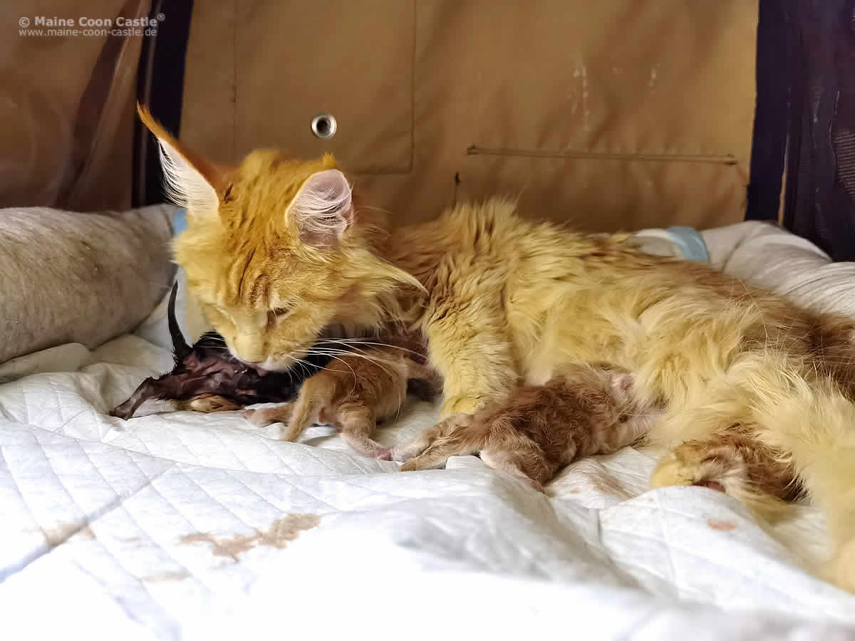 Nanny hat Babys Nanny hat Babys