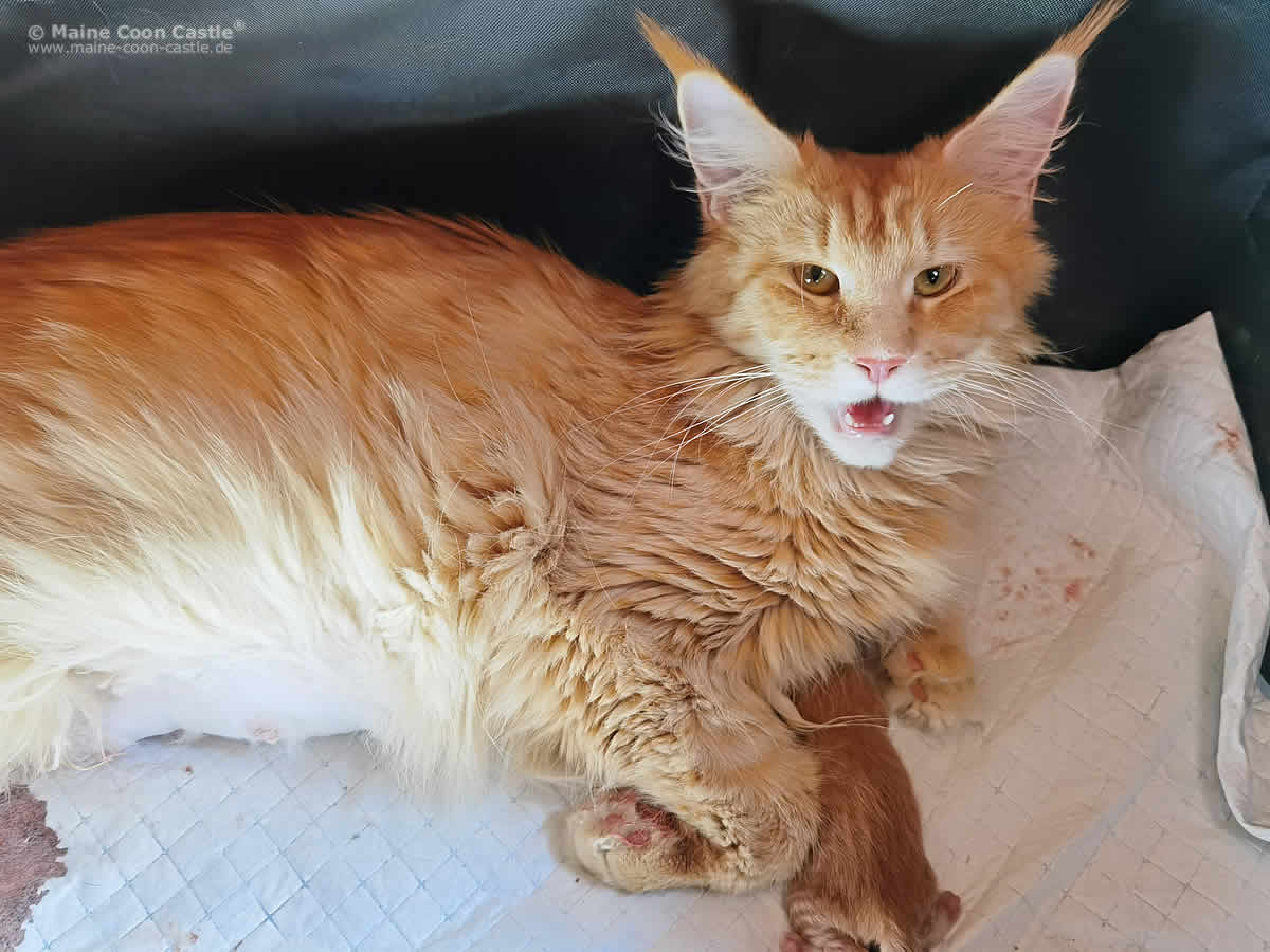 Nanny Mit Früchen Adam Nanny mit Frühchen Adam