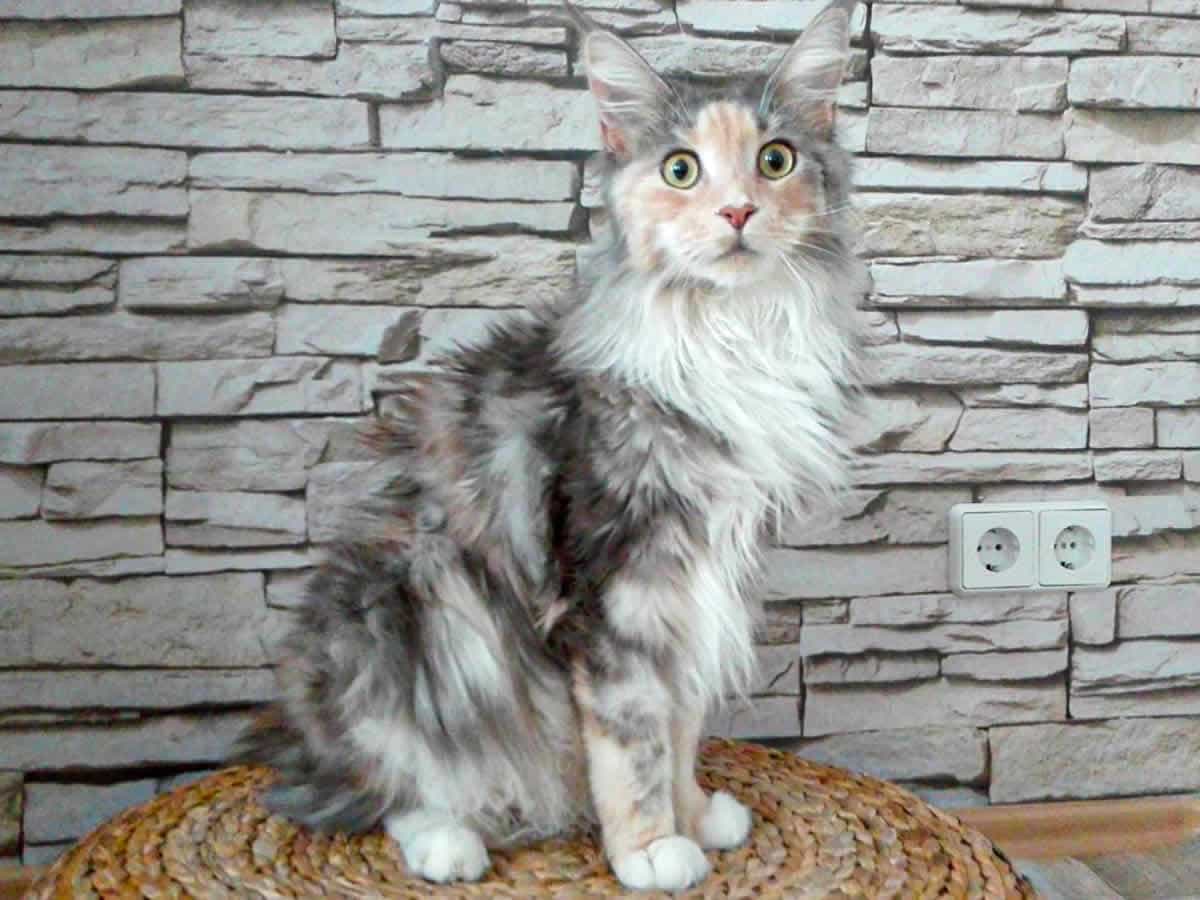 IrDoMe Lotus Rufname Lotti IrDoMe Lotus Rufname Lotti