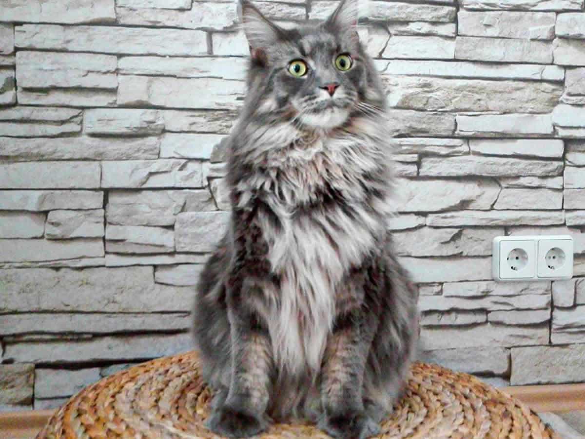 Josy of Maine Coon Castle Josy of Maine Coon Castle