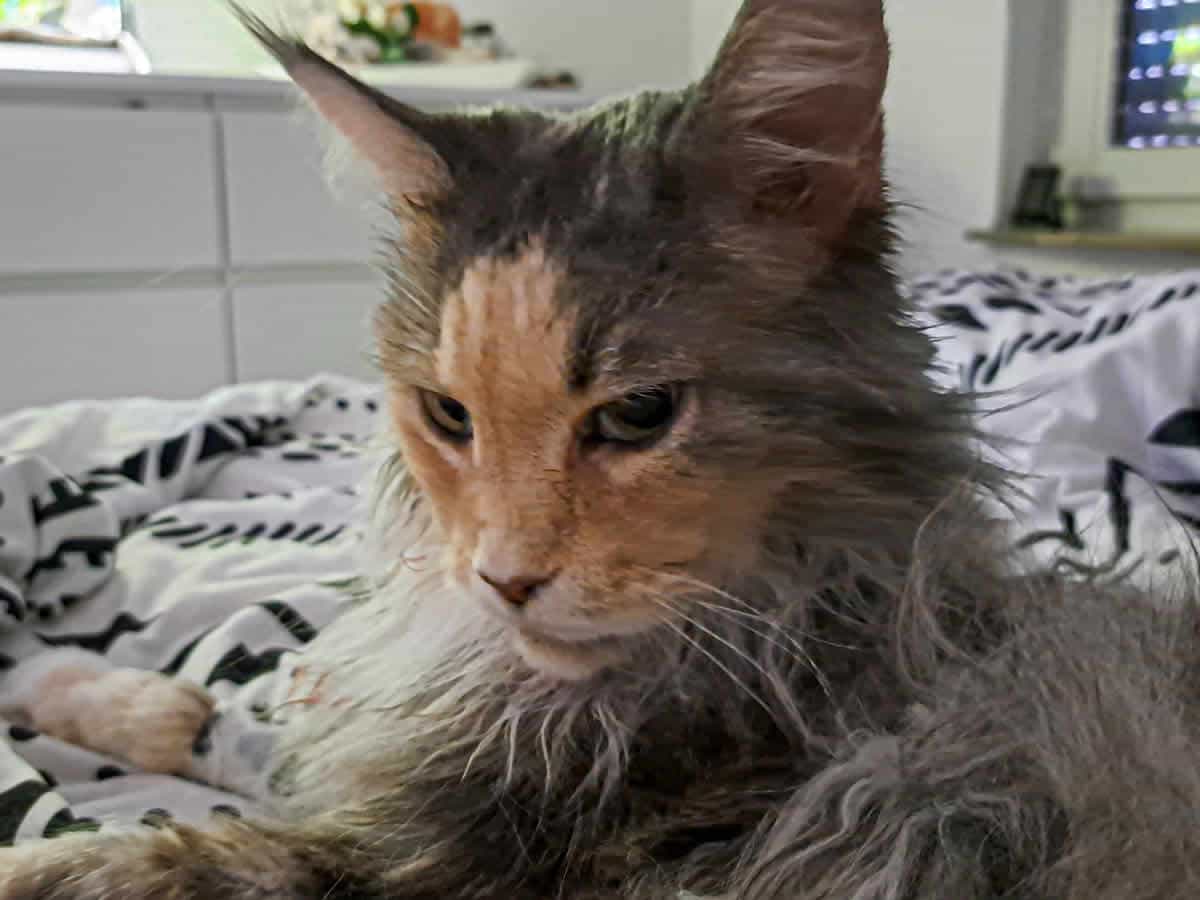 Lotti träumt Lotti träumt