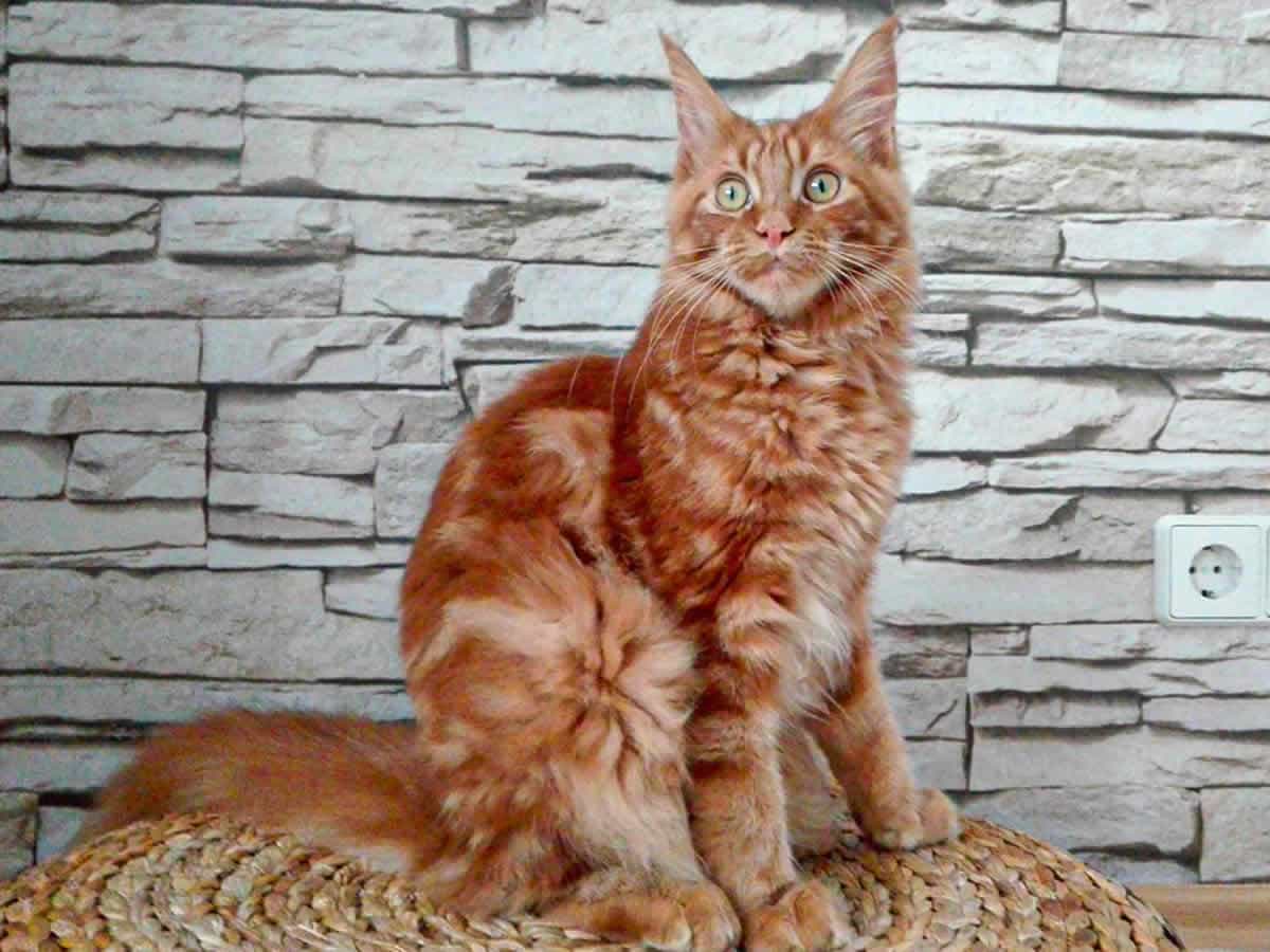 Ray of Maine Coon Castle Ray of Maine Coon Castle