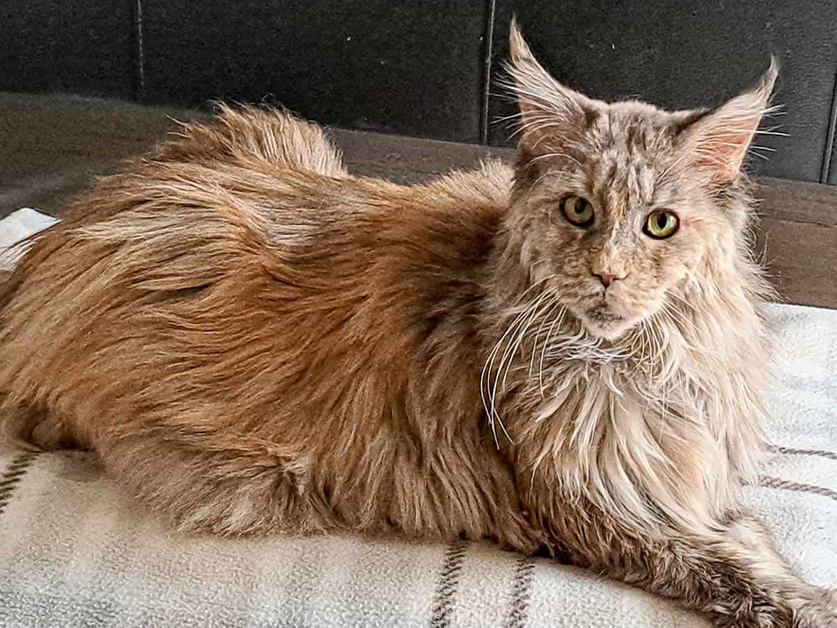 Starbushway Cuddle Nelly Starbushway Cuddle Nelly