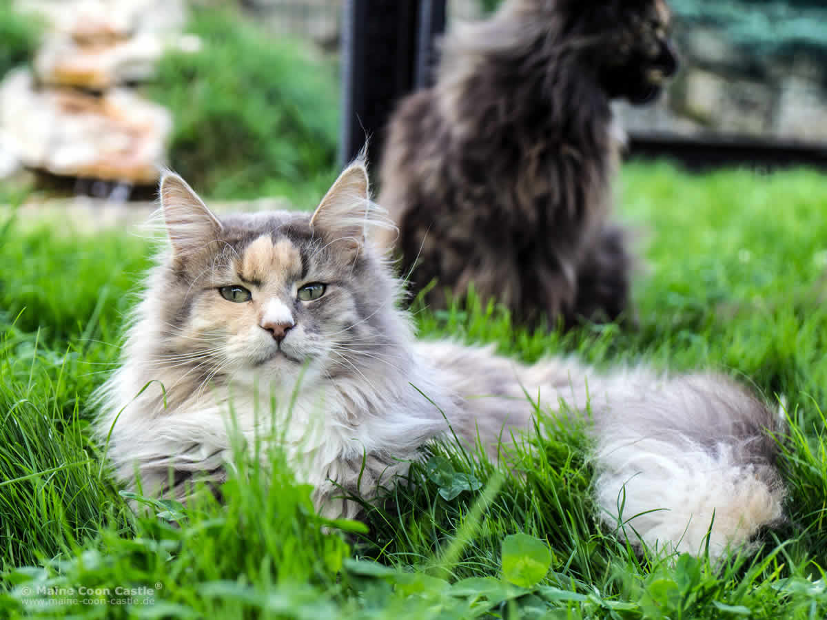 Bunter Maine Coon Kater Ronny 1 Jahr alt Bunter Maine Coon Kater Ronny 1 Jahr alt