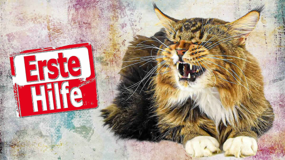 Erste Hilfe für Katzen Erste Hilfe für Katzen