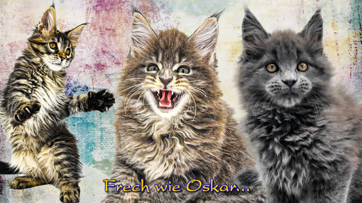 Maine Coon Katzen erziehen