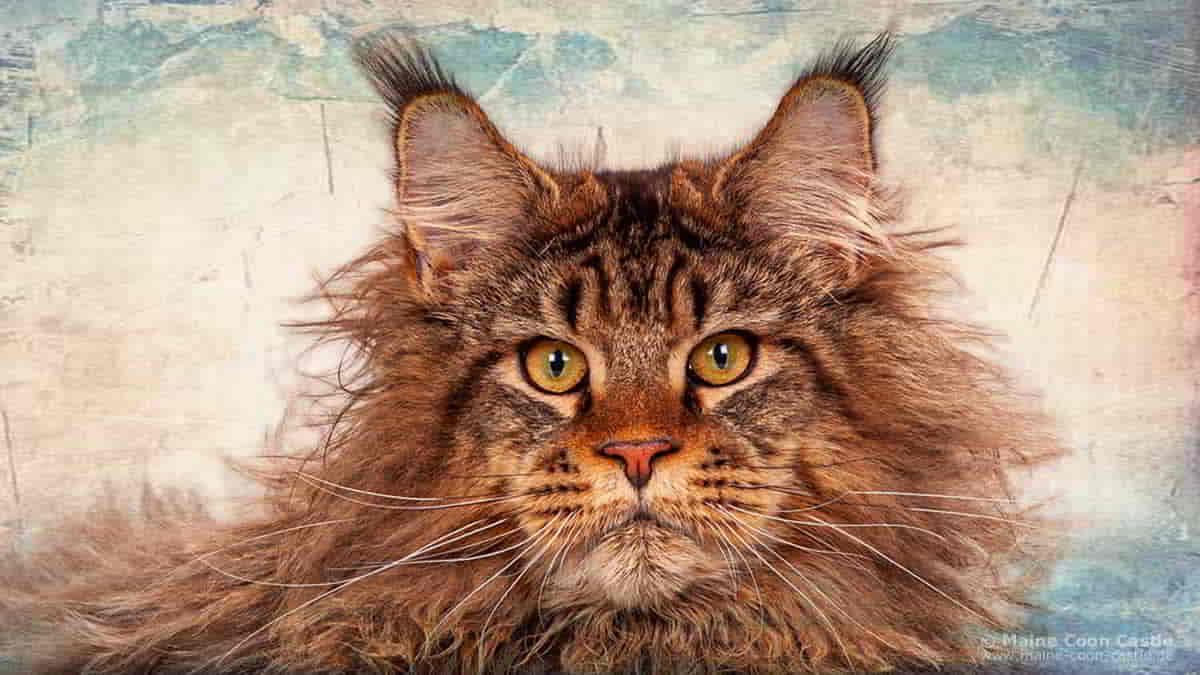 Rassestandard der Maine Coon Katze