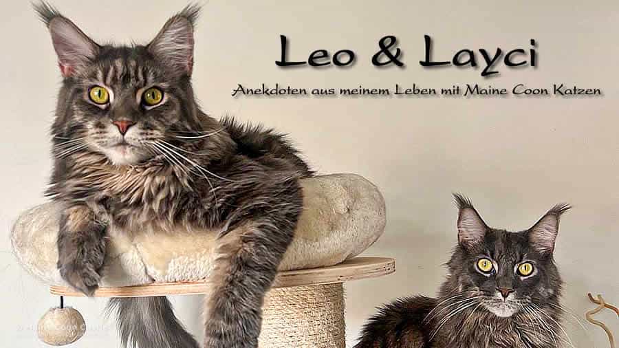 Analena's Katzenschnipsel - Maine Coon Katzengeschichten