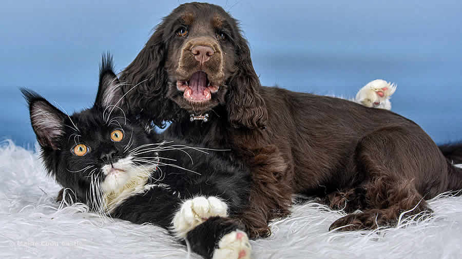 Die Maine Coon als Familienkatze