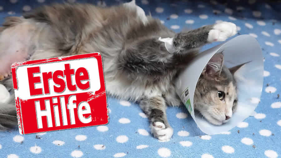 Erste Hilfe für Katzen Erste Hilfe für Katzen