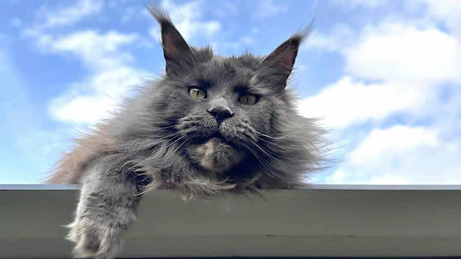 Hundkatze Maine Coon Bilder 04/2024 Hundkatze Maine Coon Bilder 04/2024