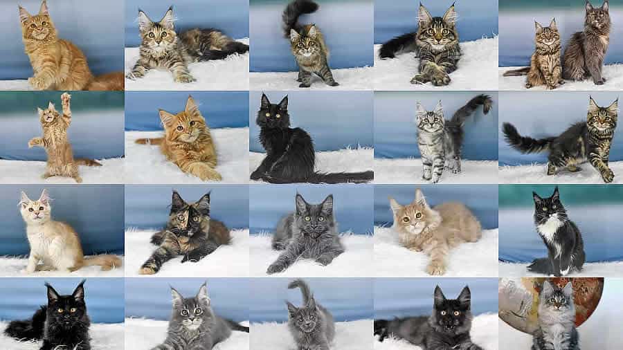 Maine Coon Katzenbabys