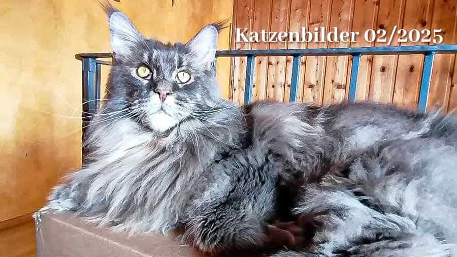Maine Coon Katzenbilder 02/2025