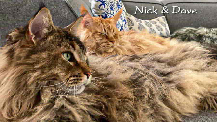 Katzenbilder 06/2025