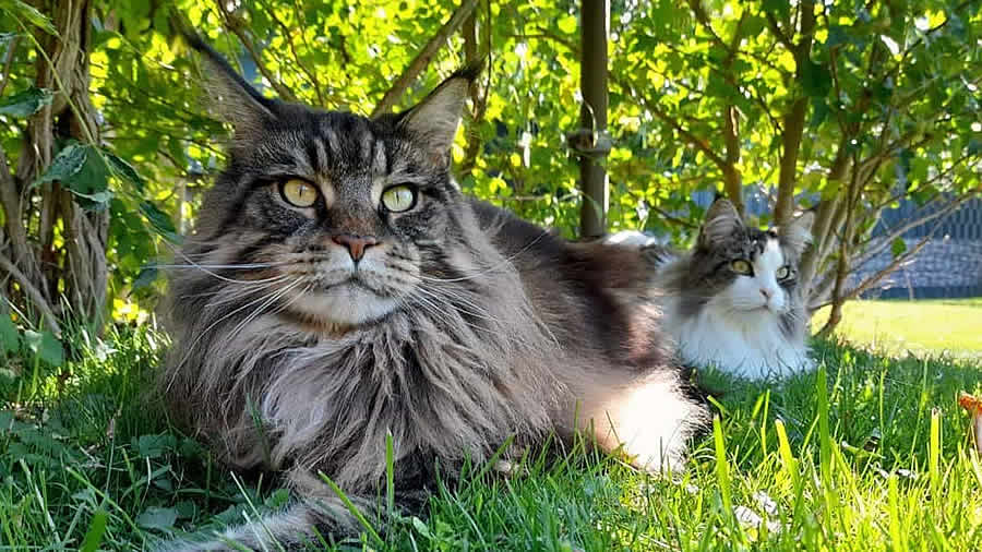 Katzenbilder 09/2024