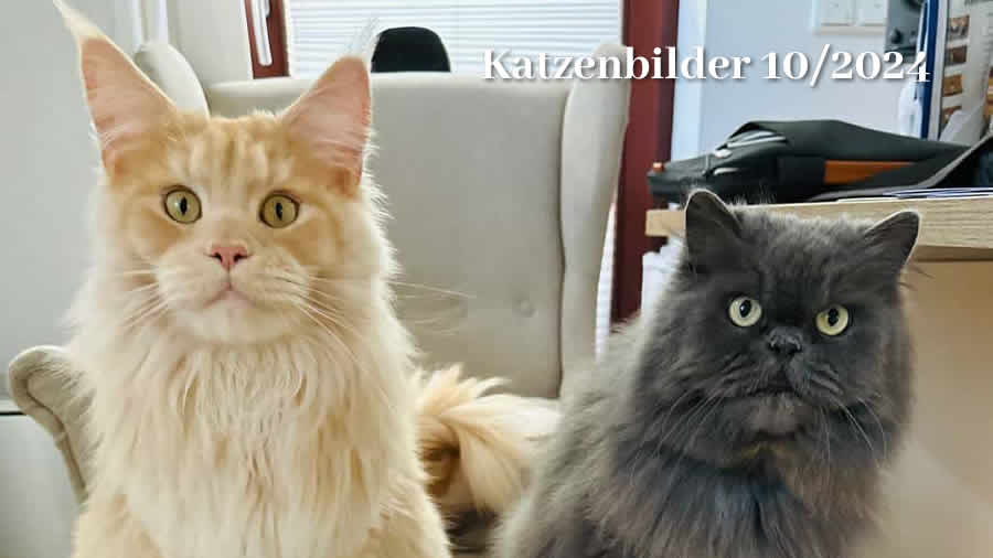 Katzenbilder 10 2024