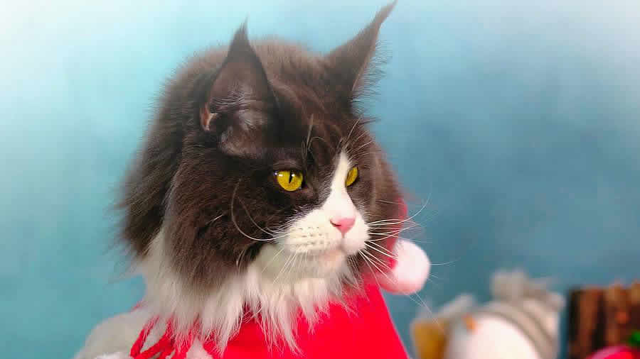 Katzenbilder 12/2023 Katzenbilder 12/2023