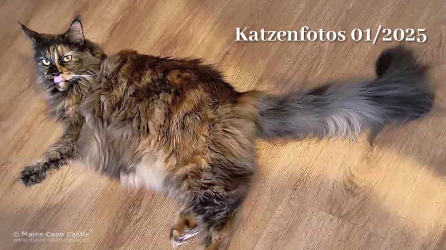 Katzenfotos, Katzenbilder, Katzengalerie