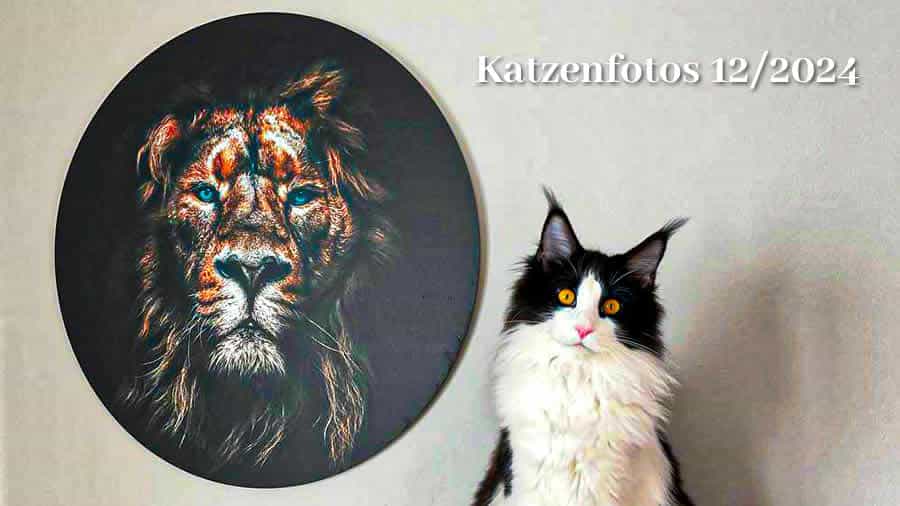 Katzenfotos 12/2024
