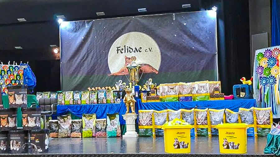 Katzenvereine, Katzenausstellung und Titel für Katzen