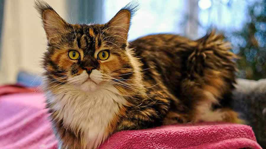 Maine Coon Bilder 05/2024