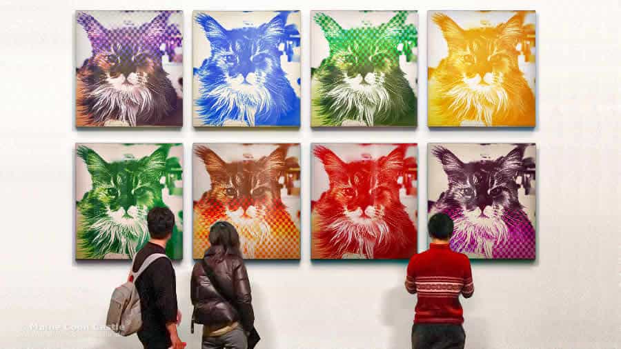 Maine Coon Bilder 08/2024