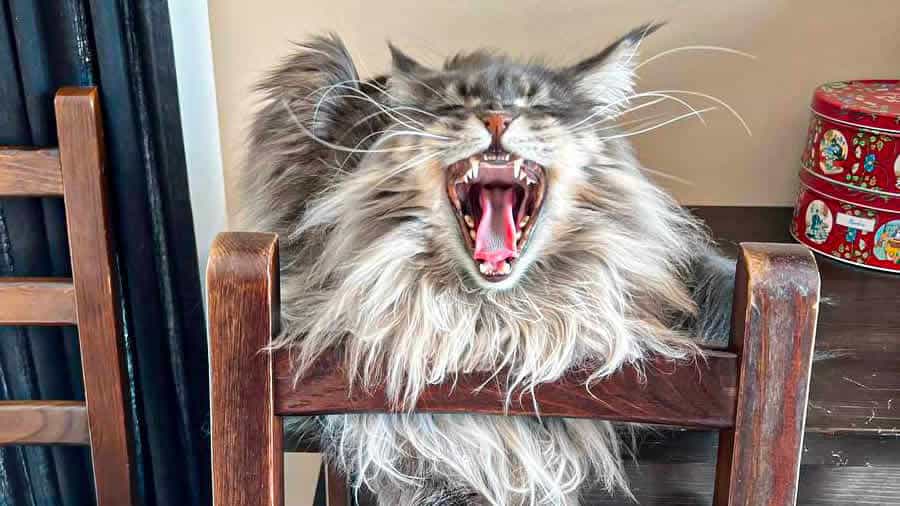 Maine Coon Katzen Fotos 03 2025