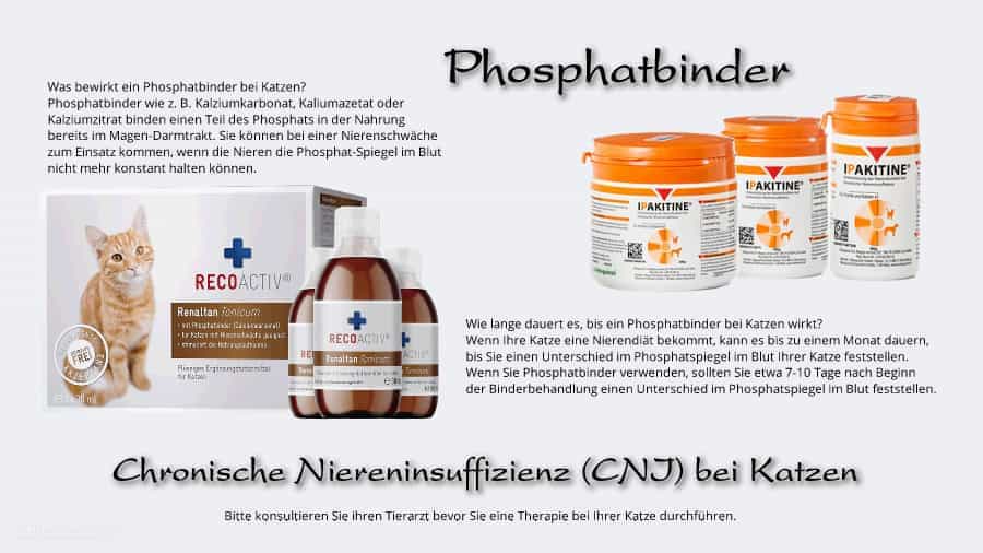 Phosphatbinder - CNI bei Katzen