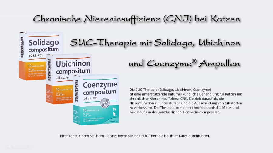 CNI bei Katzen. Die SUC Therapie