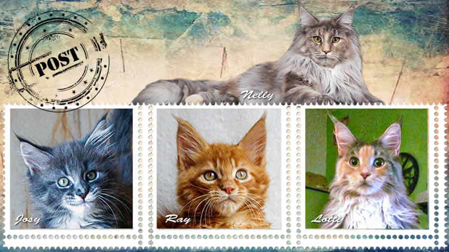 Maine Coon Katze Starbushway Cuddle Nelly