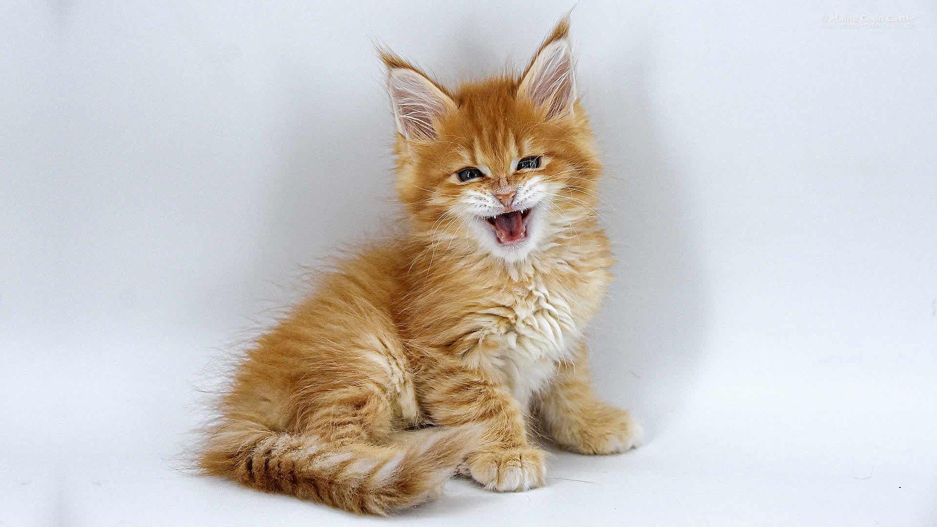 Adam der Sohn vieler Mütter