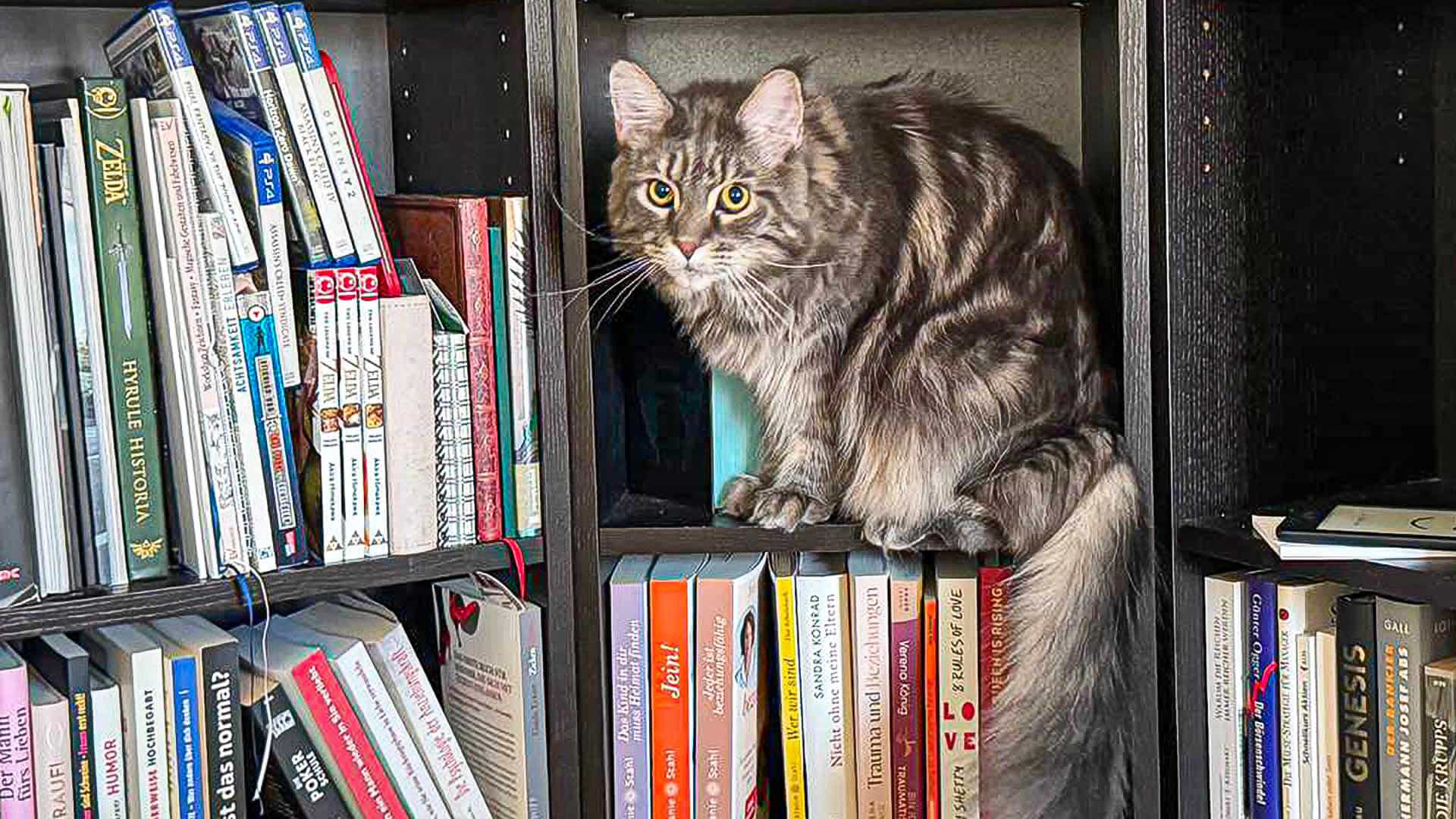 Anna-Lena’s Katzenschnipsel