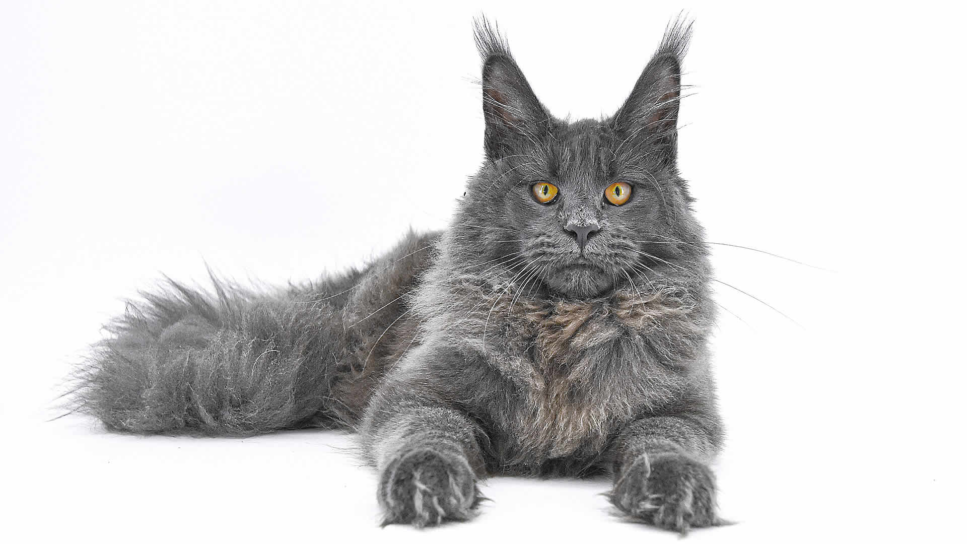 FIP Behandlung mit GS-441524 FIP Behandlung mit GS-441524